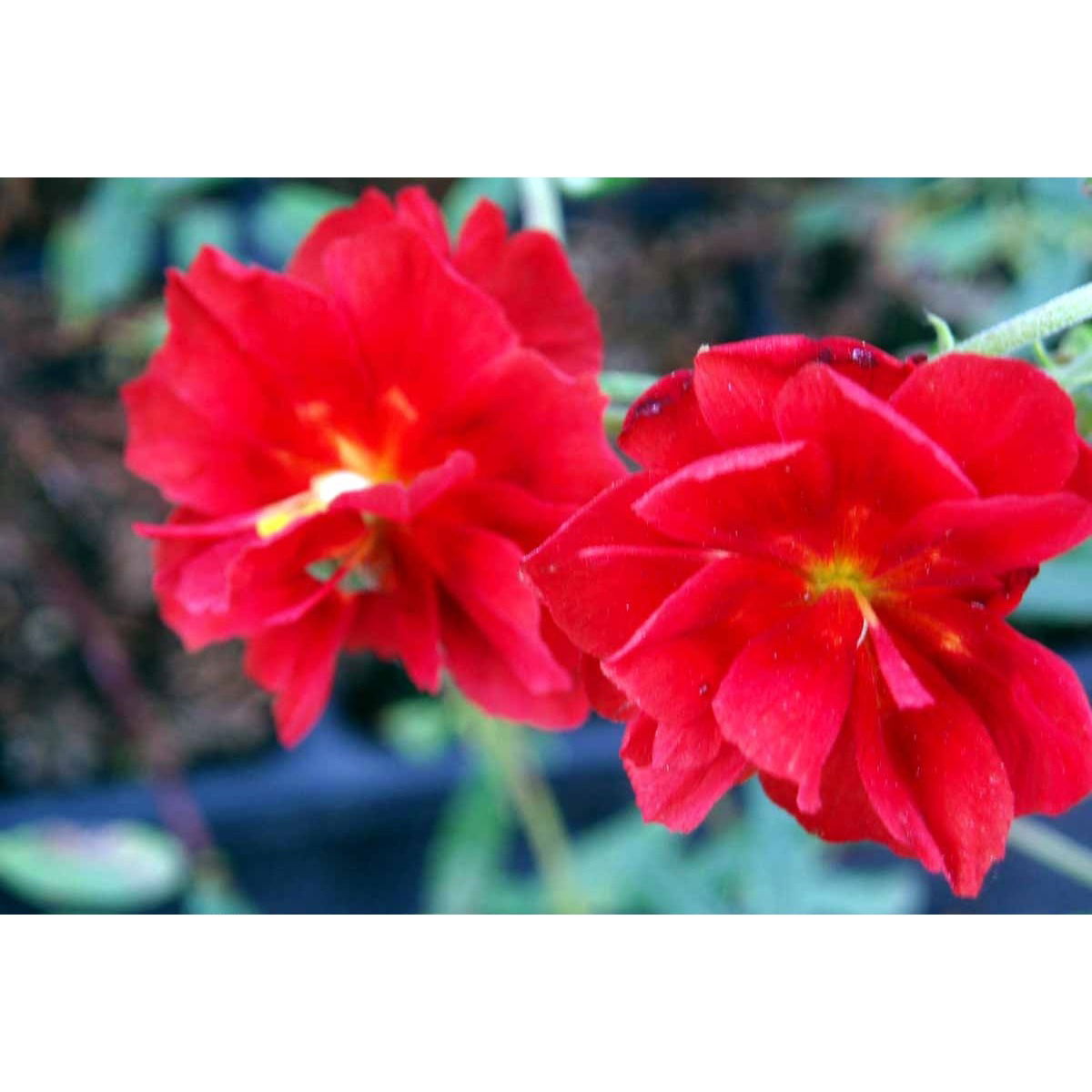 Soløje &apos;Amabile plenum&apos;