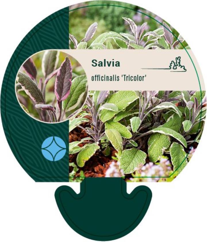 Salvie 'Tricolor' (brogetbladet) - Potte 0,8 Liter