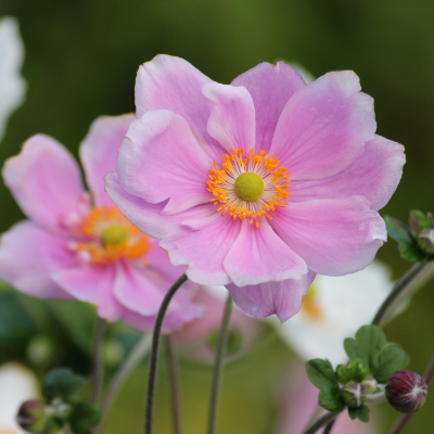 Anemone