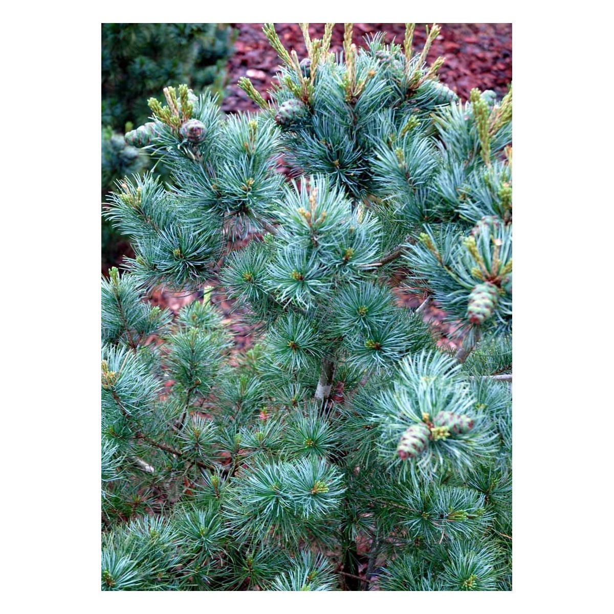 Penselfyr &apos;Negishi&apos;