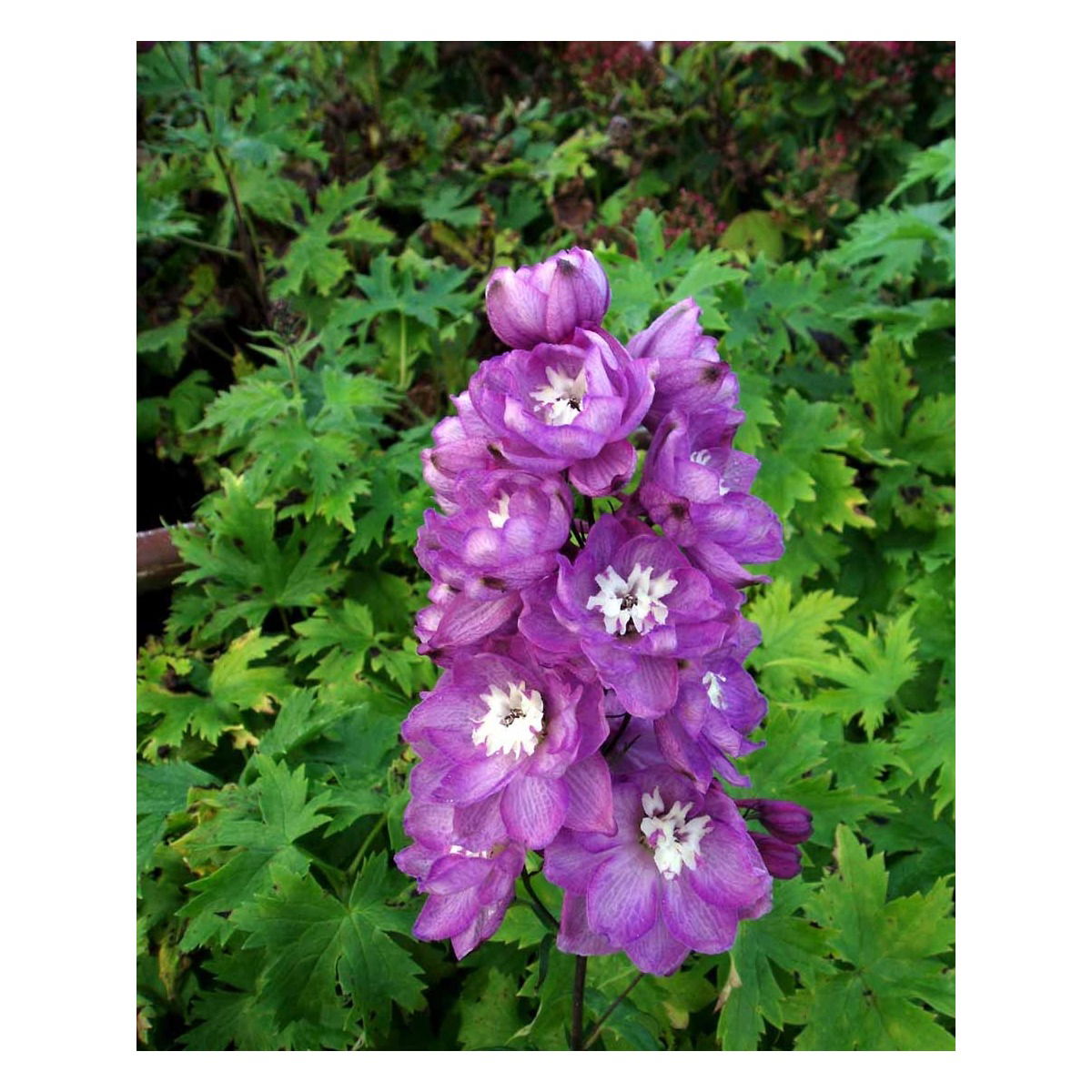 Ridderspore magic fountain - Lillarosa