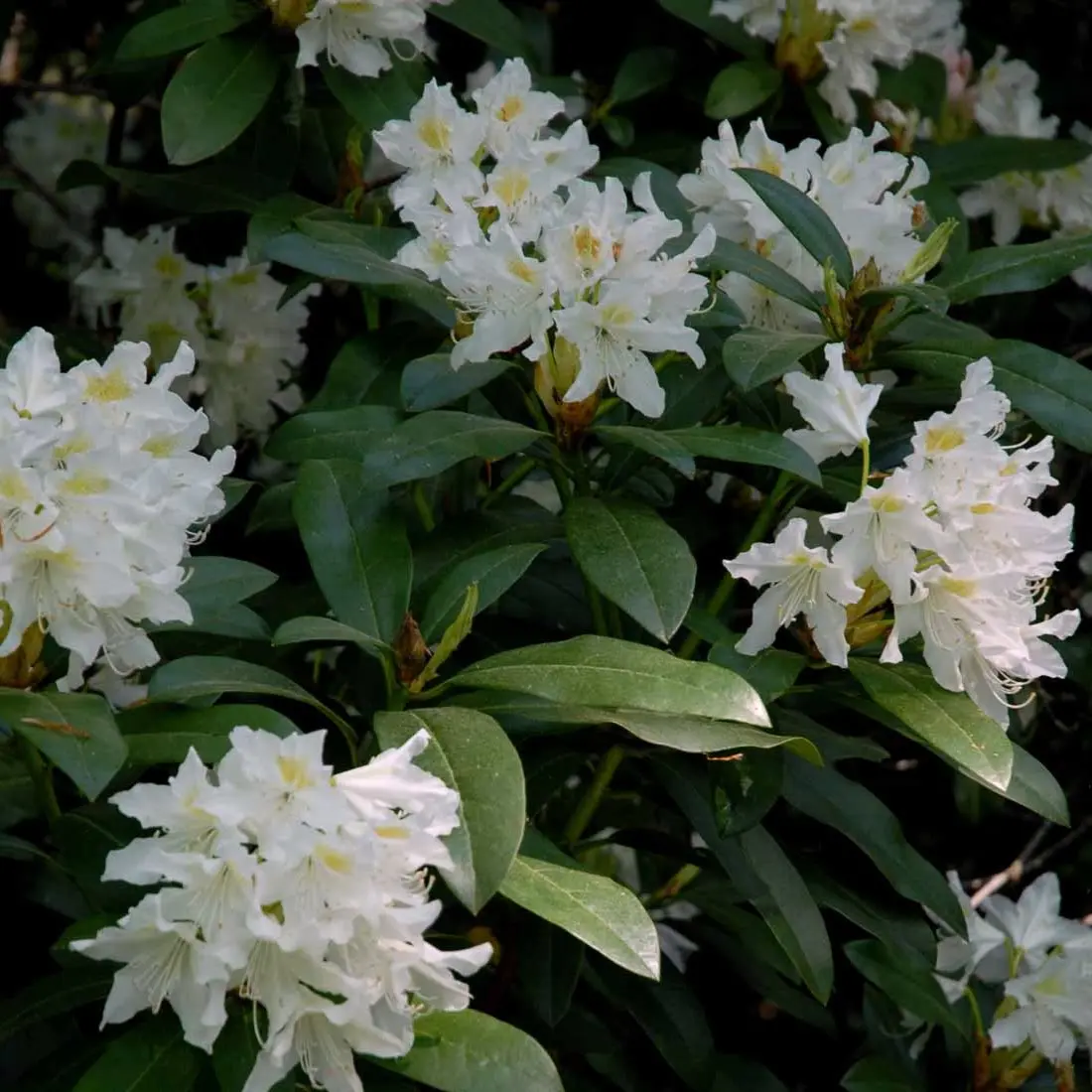 Rhododendron Cunningham&apos;s White