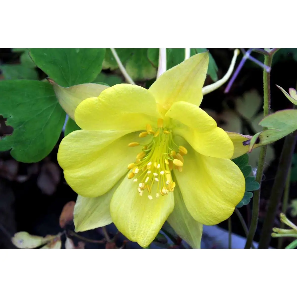 Langsporet Akeleje 'Yellow Queen' - Potte 0,8 Liter