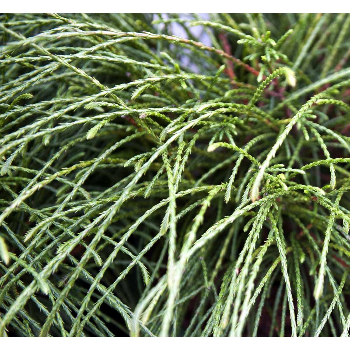 Trådthuja &apos;Whipcord&apos;