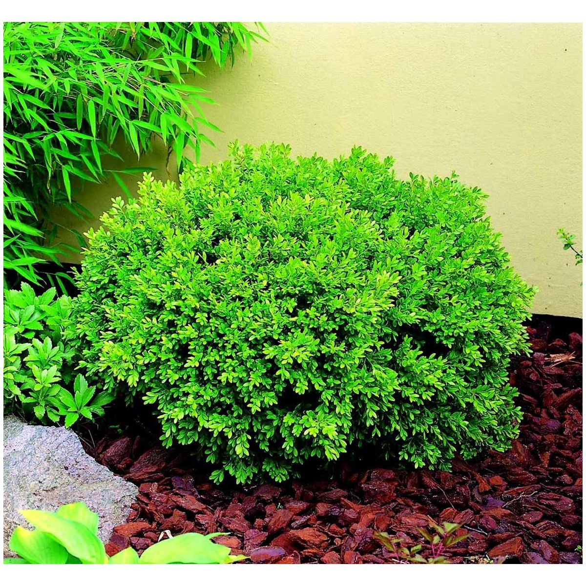 Småbladet Buksbom &apos;Mimer&apos;