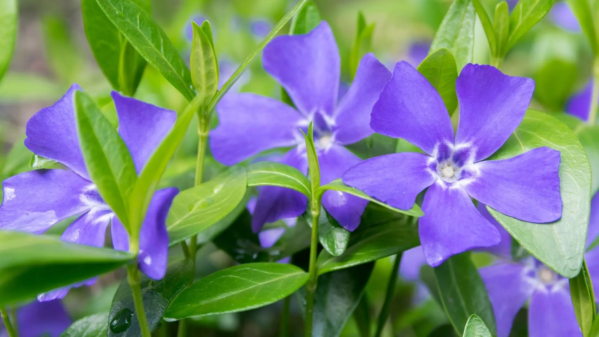vinca_flowers_blue