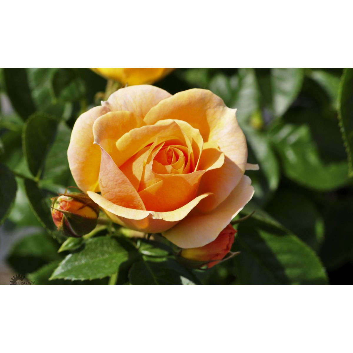 'Hansestadt Rostock'®