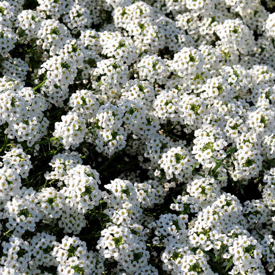 Biblomme Carpet of Snow