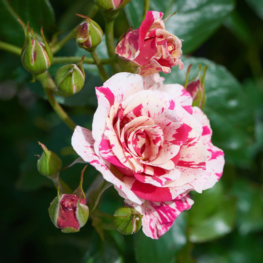 Concert syn. Calypso