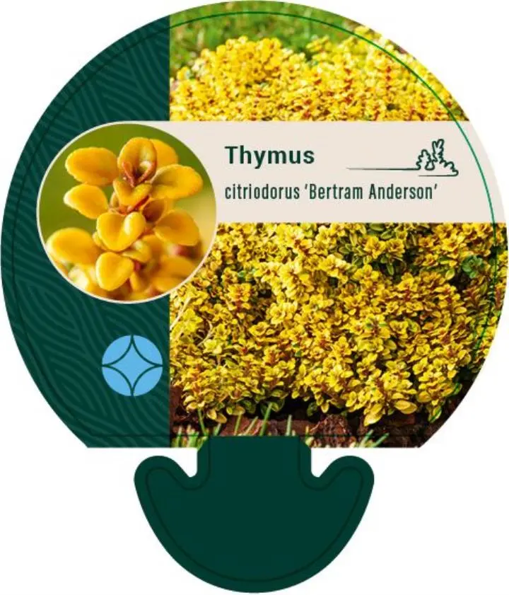 Citron timian - Potte 0,8 Liter