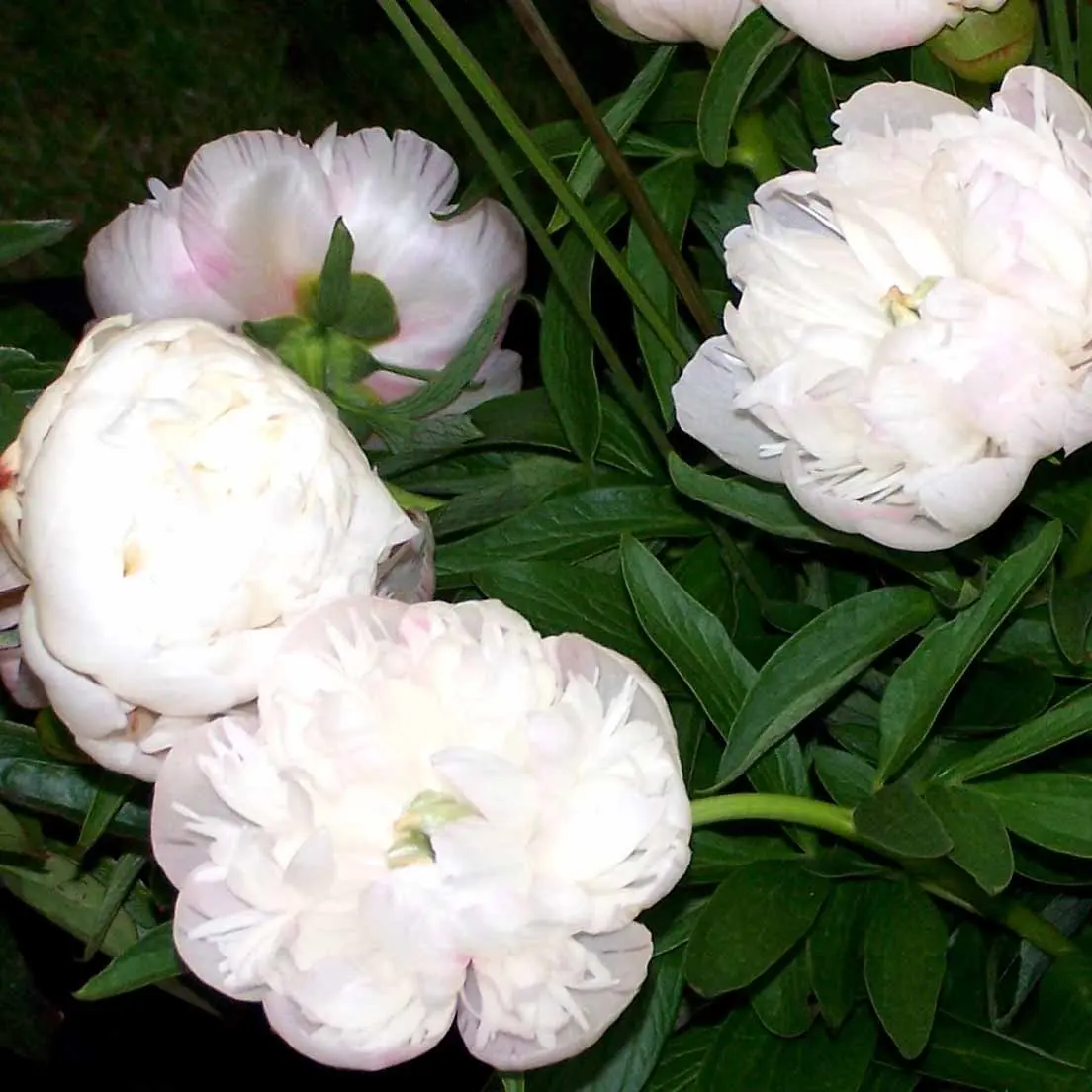 Bonderose 'Alba Plena' - Potte 3,0 liter