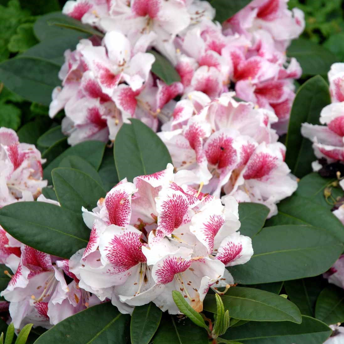 Rhododendron Belami