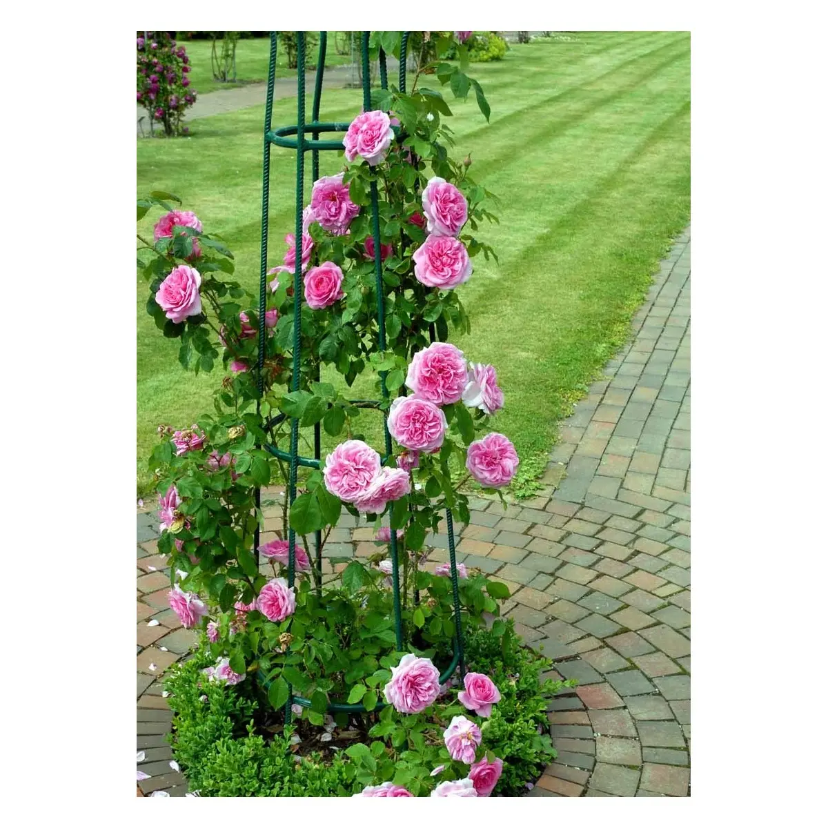 &apos;Gertrude Jekyll&apos;