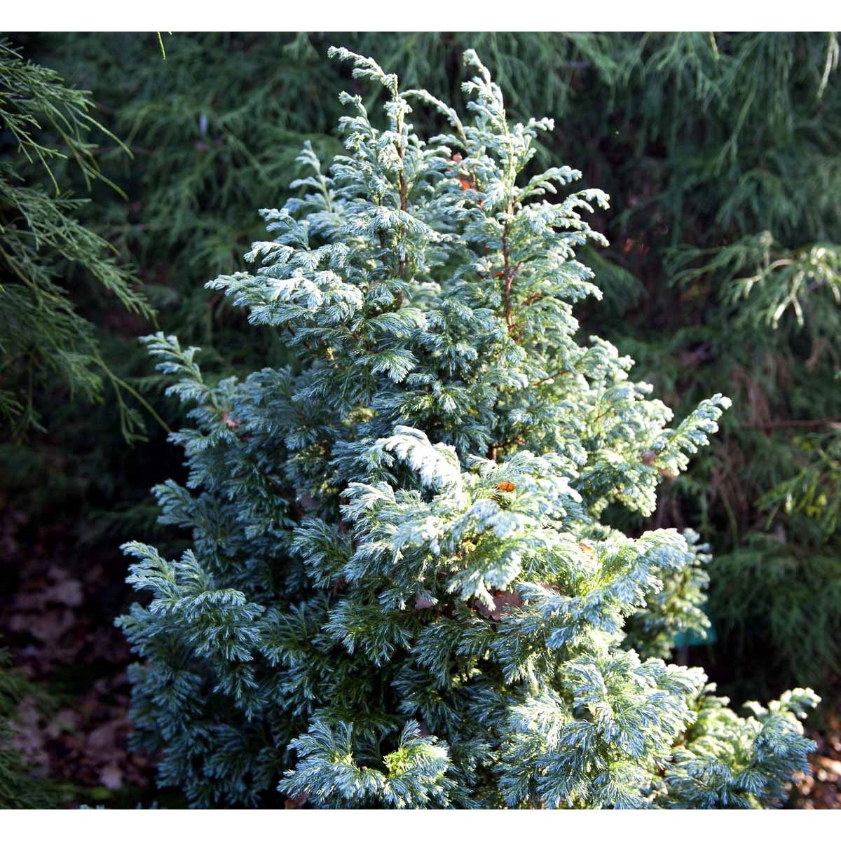 Tråd Ærtecypres &apos;Boulevard&apos;