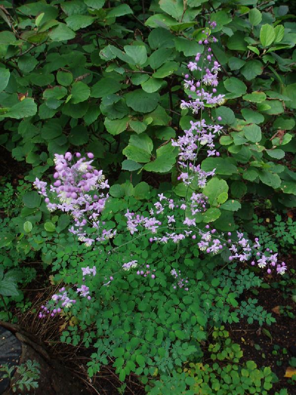 Violfrøstjerne - Potte 0,8 Liter