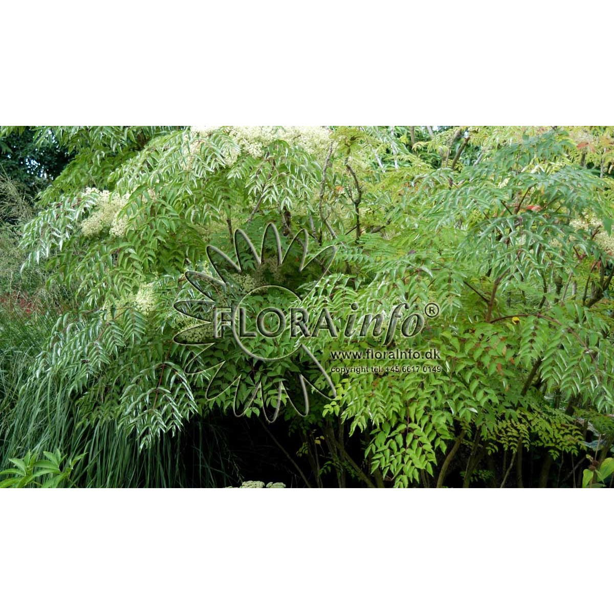 Fandens Spadserestok