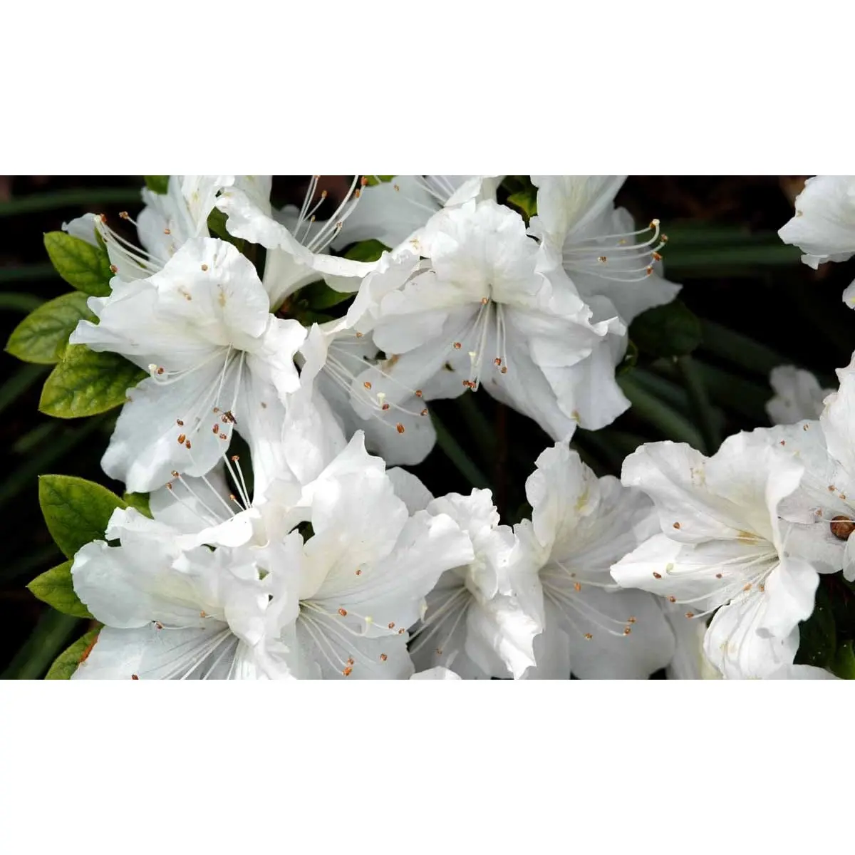 Japansk Azalea &apos;Mary Helen&apos;