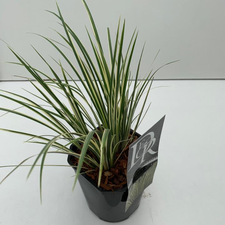 Kalmus 'Argenteostriatus' - Potte 2,0 liter