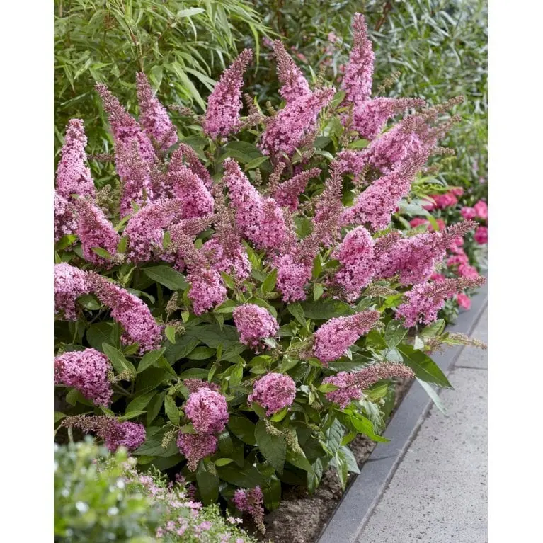 Sommerfuglebusk Butterfly Candy 'Little Pink'