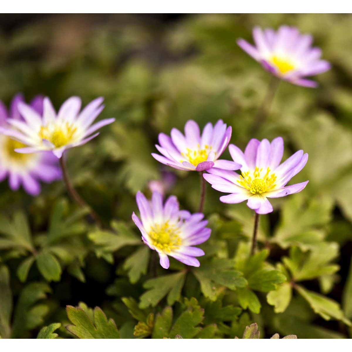 Balkan-Anemone &apos;Charmer&apos;