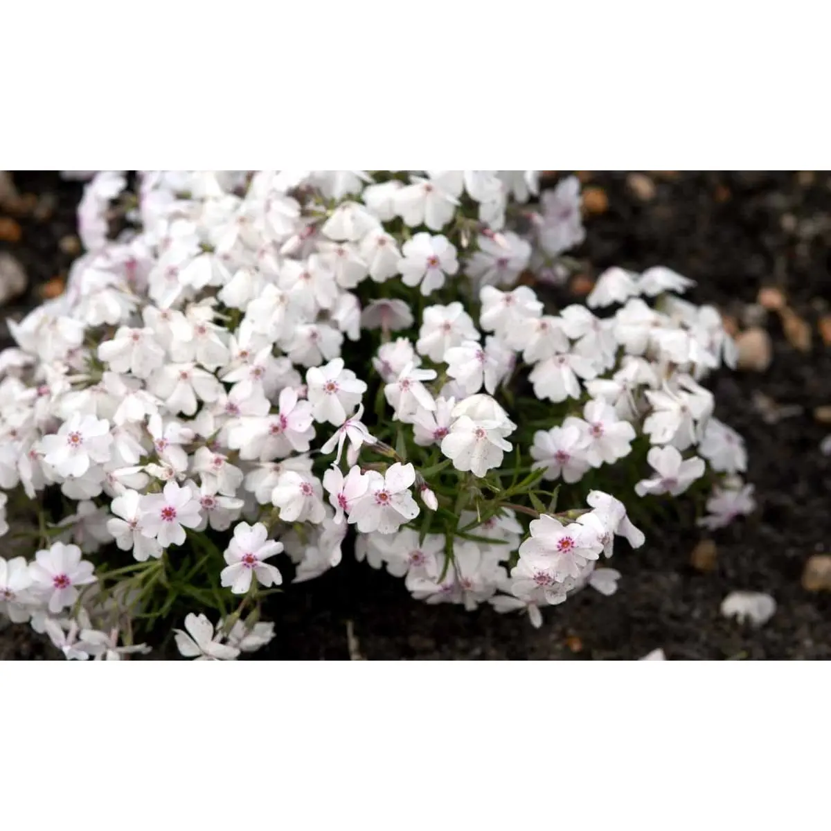 Lyngfloks 'Amazing Grace' - Potte 0,8 Liter