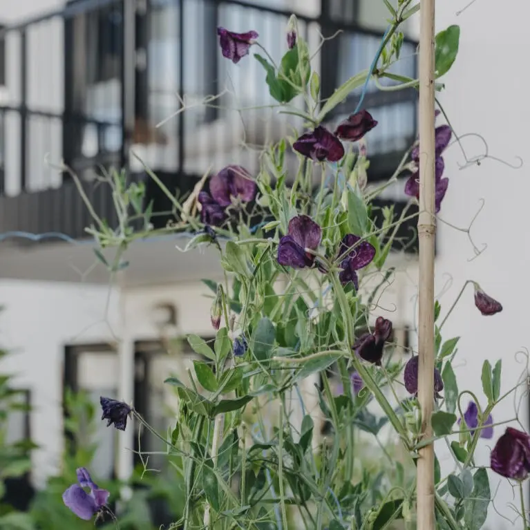 Ærteblomst Old Spice Mix