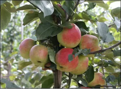 Æble &#39;Sunrise&#39; - Havefrugttræ - A-kvalitet 4-8 grene. 120-160 cm. Potte, (M7)