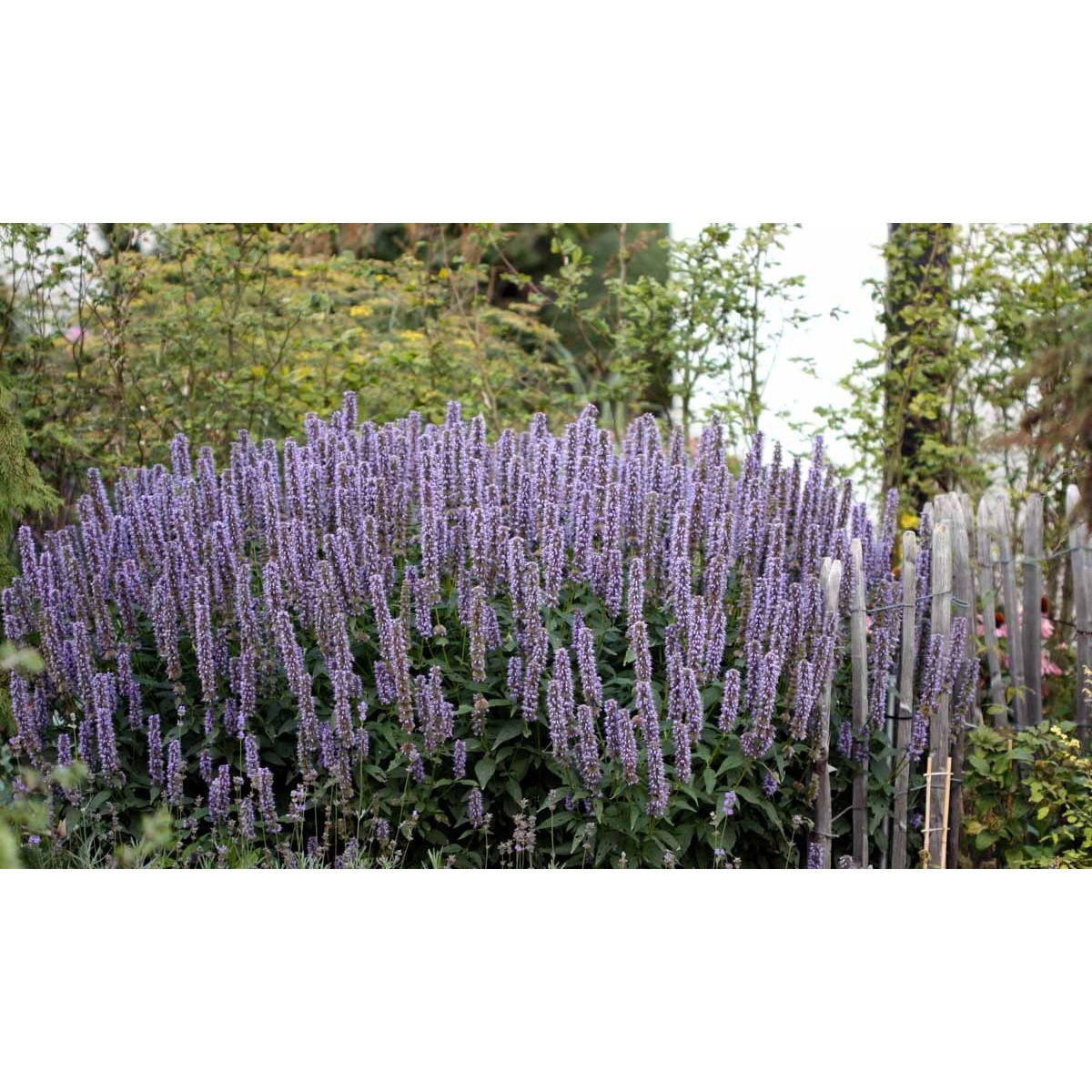 Anis isop  'Black Adder'