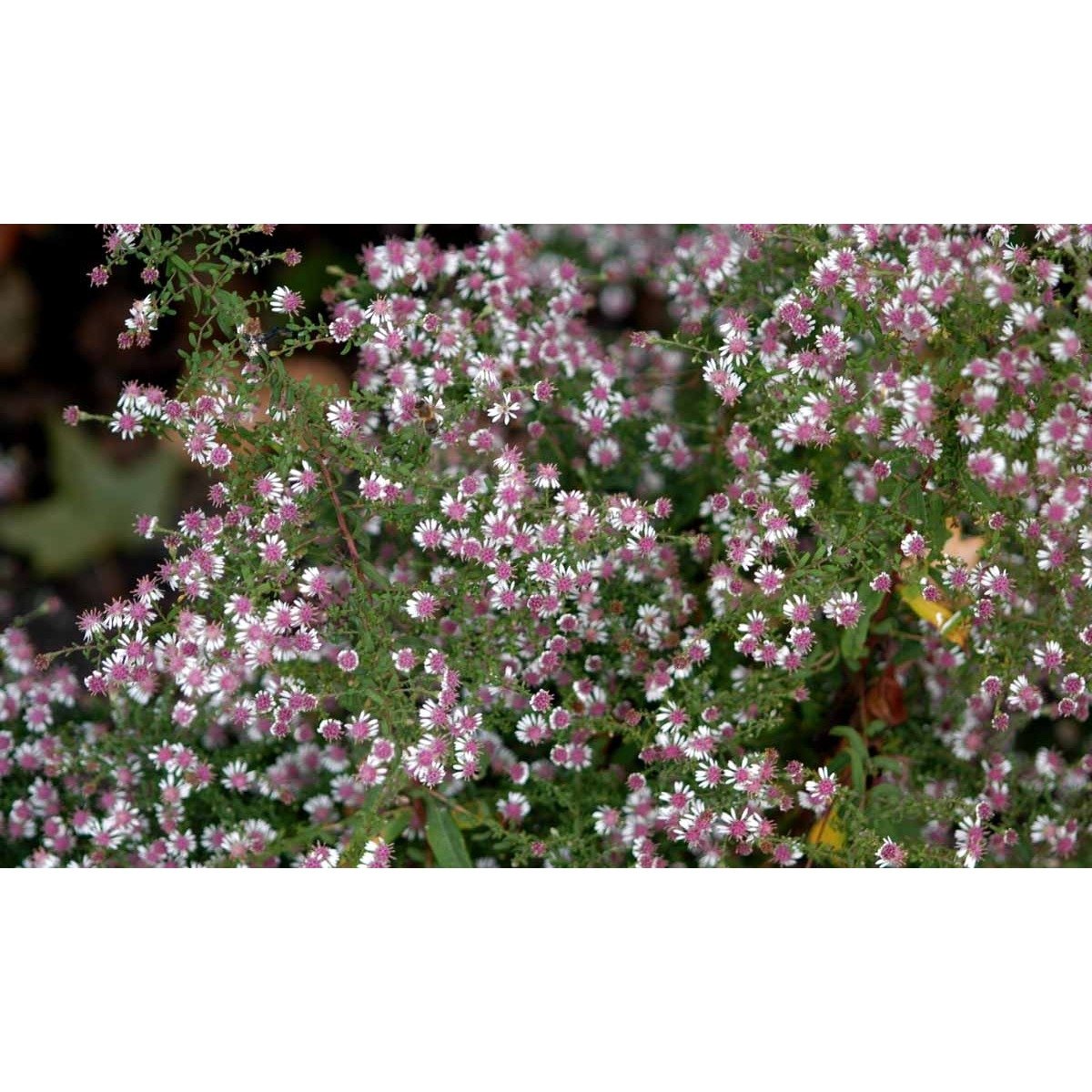 Sommerens farvel 'Horizontalis' - Potte 1 liter