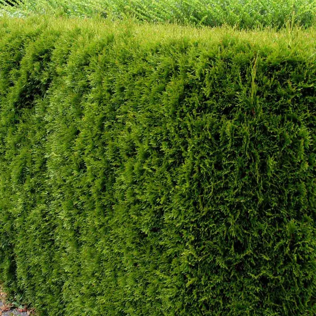 Hækthuja &apos;Smaragd&apos;