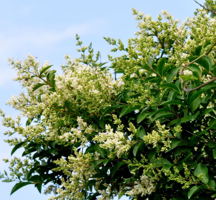Stedsegrøn Liguster