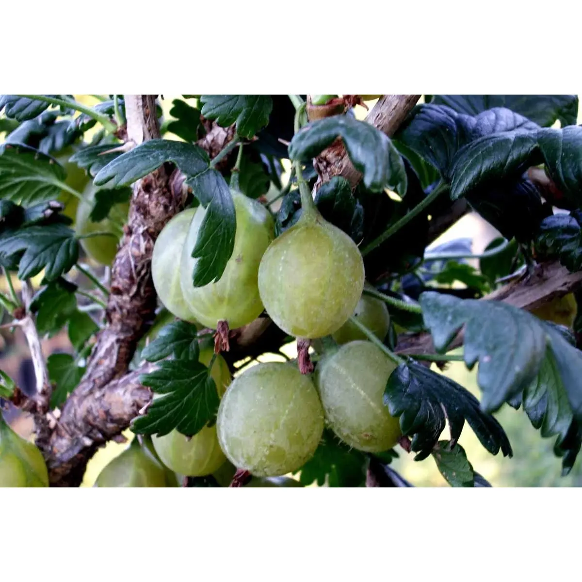 Stikkelsbær 'Gul Hinnomaki'