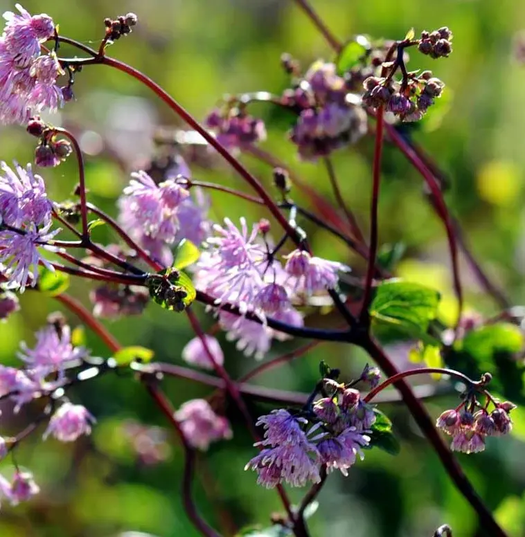 Akeleje Frøstjerne &apos;Black Stockings&apos;