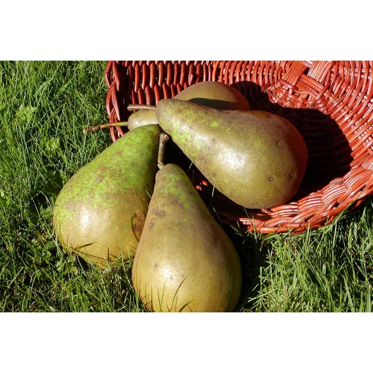 Pære &#39;Conference&#39; - Herregårdstræ A-kvalitet med 4-8 grene. 3-4 års. træ