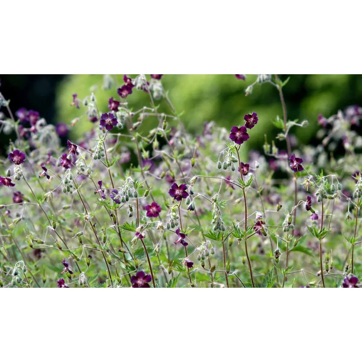 Bølgekronet Storkenæb