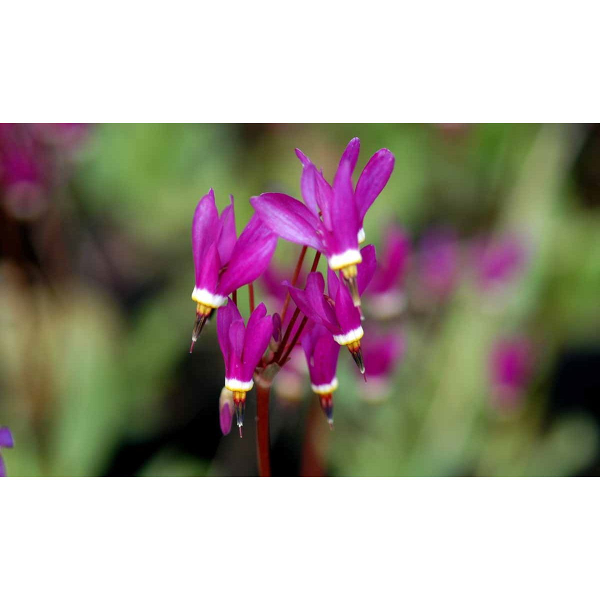 Gudeblomst &apos;Red Wings&apos;