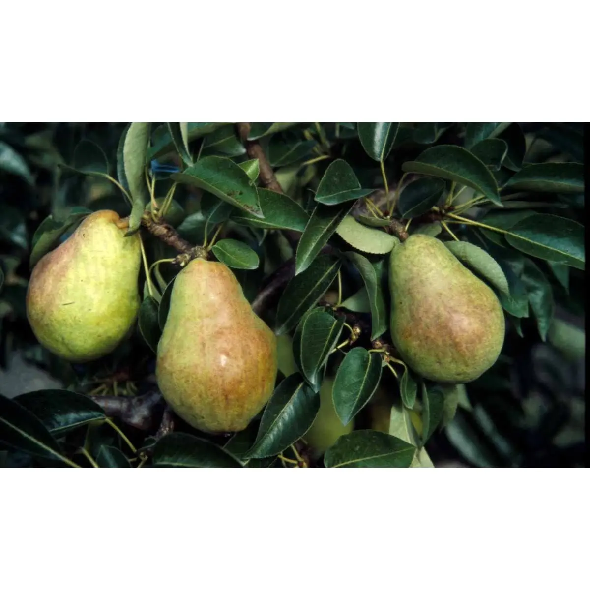 PÆRE &#39;WILLIAMS&#39; - Havefrugttræ Potte 7,5 liter 150-175 cm