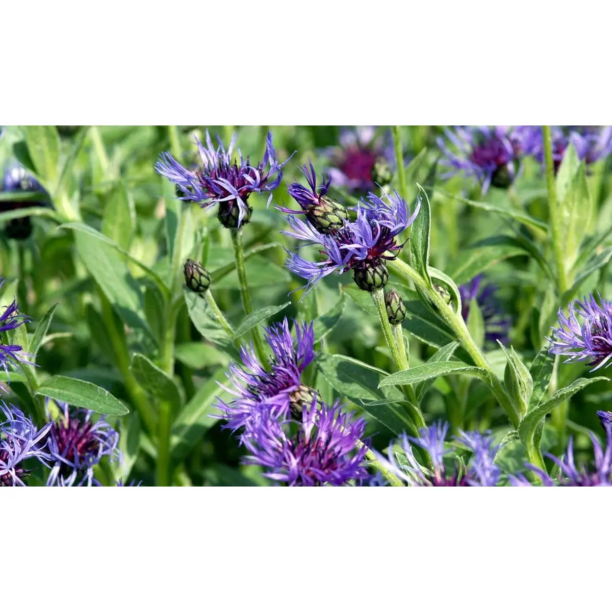 Bjerg-Knopurt 'Grandiflora' - Potte 1 liter