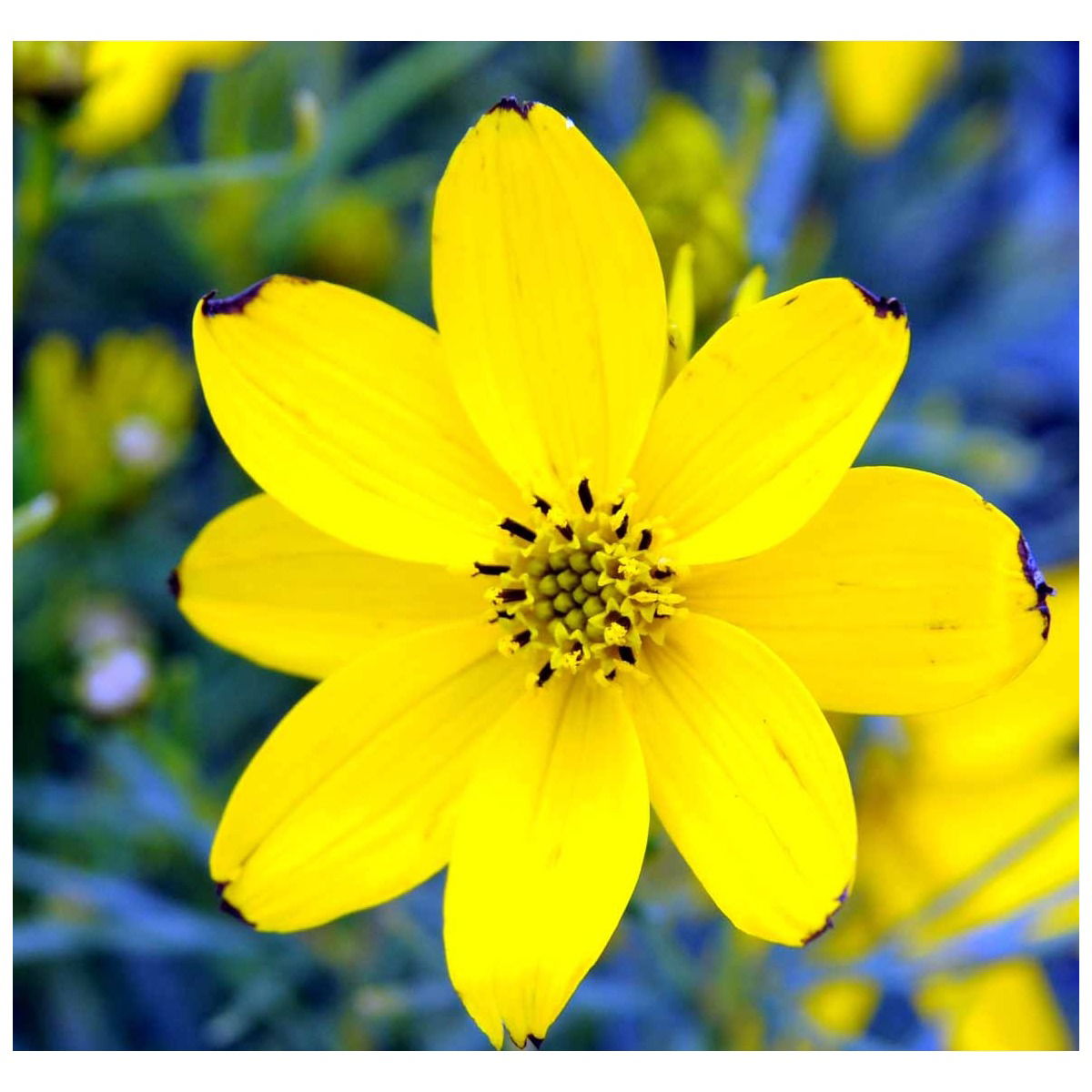 Skønhedsøje 'Zagreb'