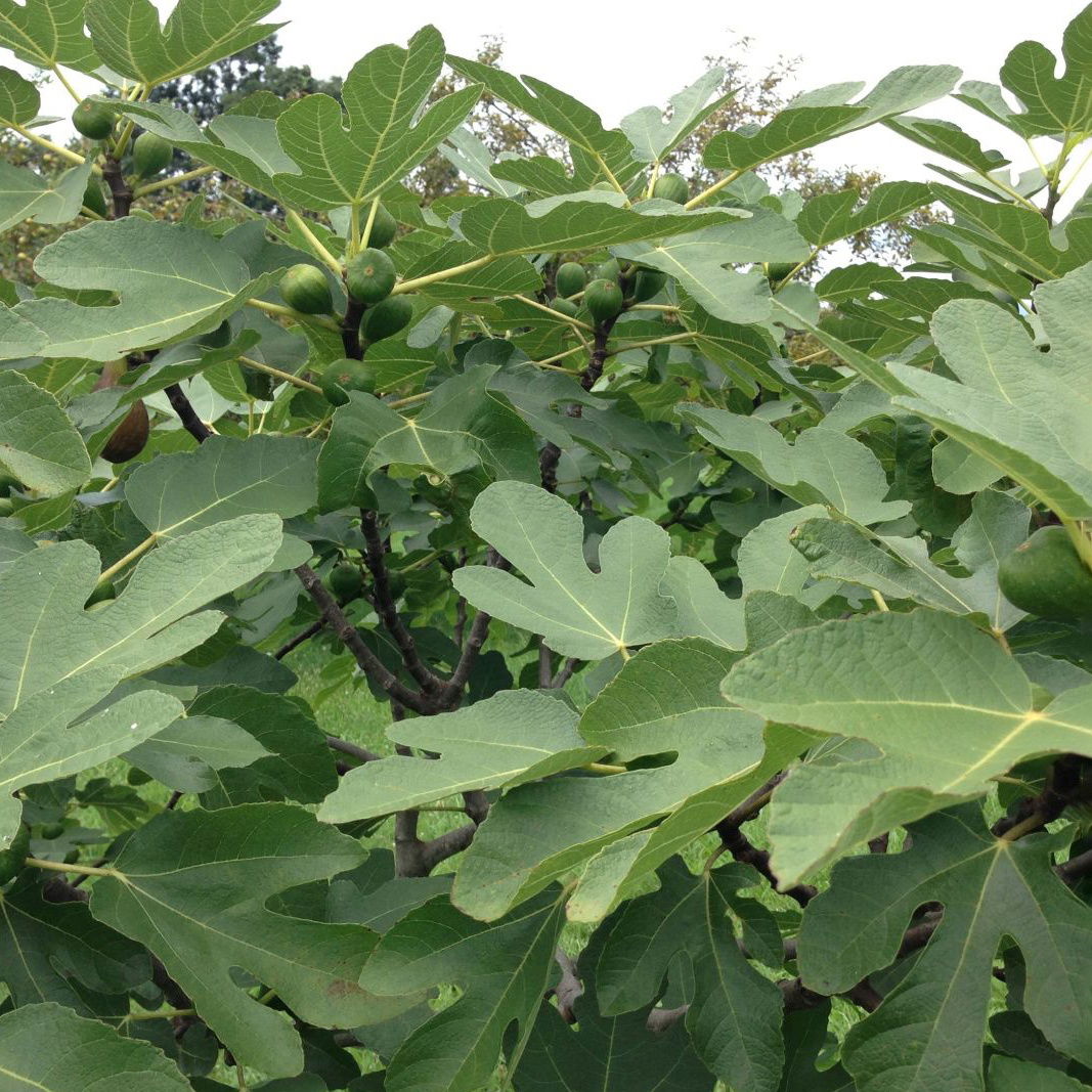 Figen &#39;Brown Turkey&#39; - Opbundet, Potte 2,0 liter