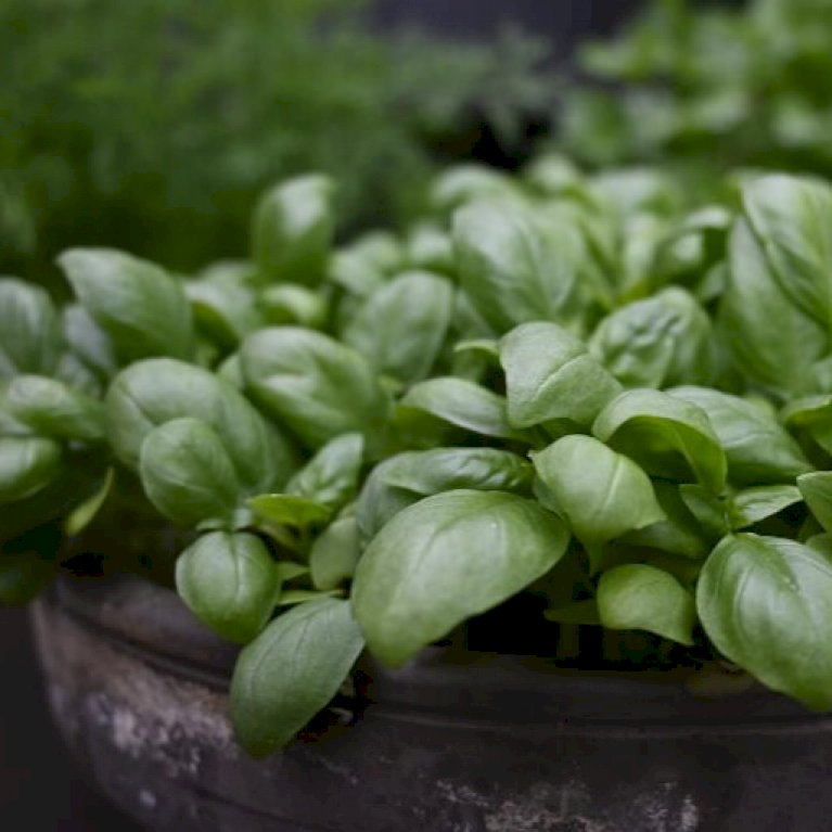Basilikum 'Loki' Øko