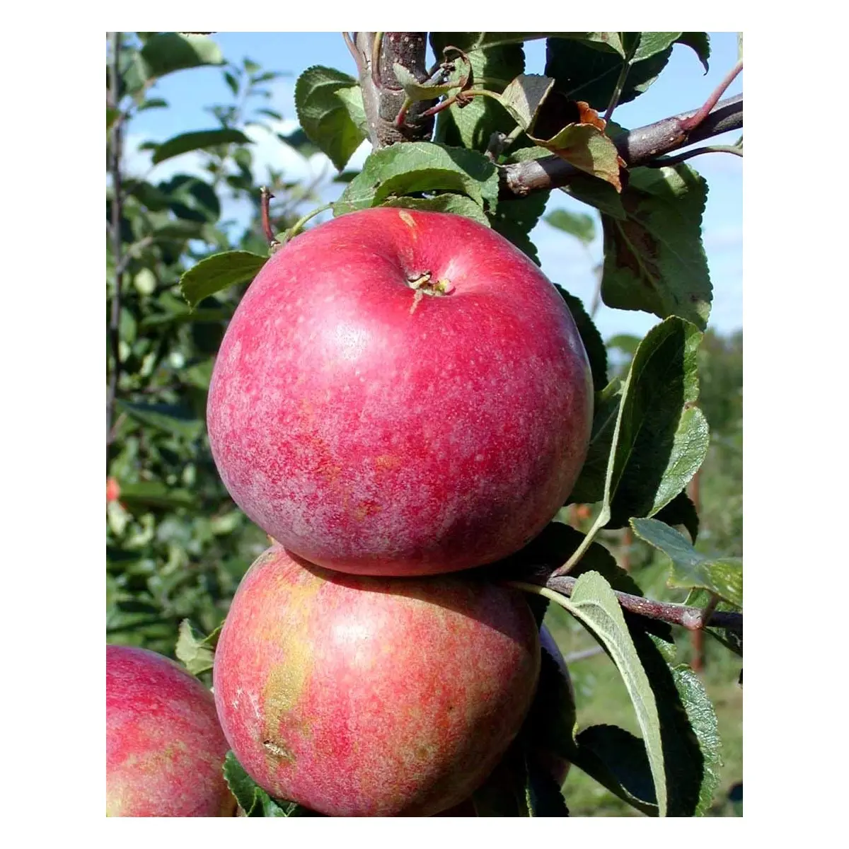 Æble &#39;Rød Aroma&#39; - Herregårdstræ A-kvalitet med 4-8 grene. 3-4 års. træ