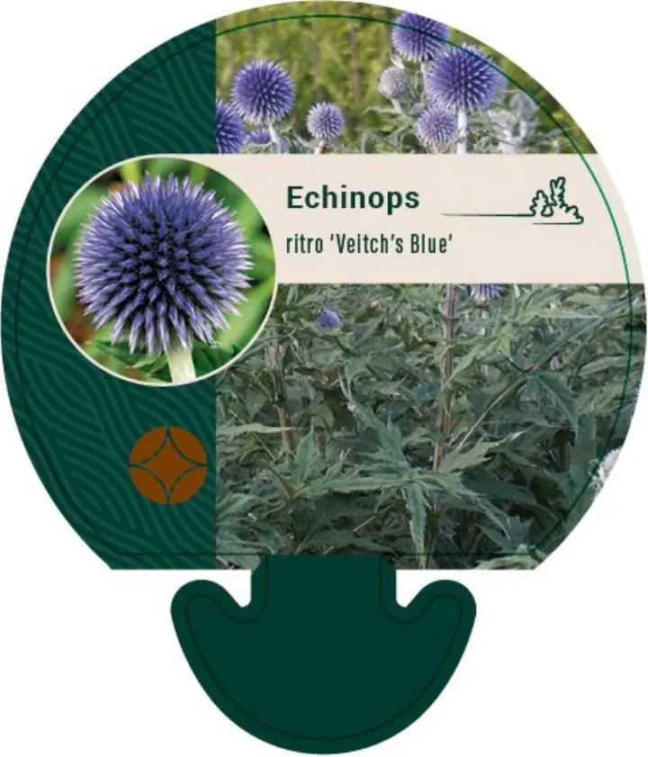 Tidselkugle 'Veitch's Blue' - Potte 0,8 Liter