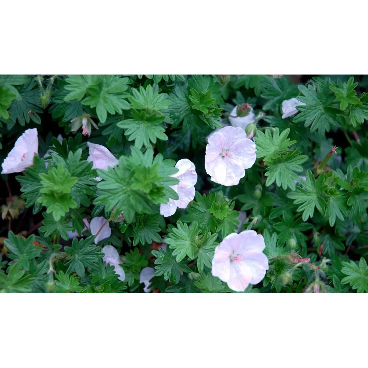 Blodrød Storkenæb 'Apfelblüte' - 10 cm. Potte