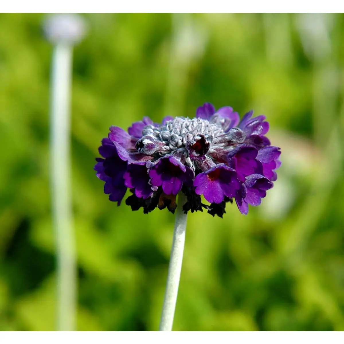 Primula - Potte 1 liter