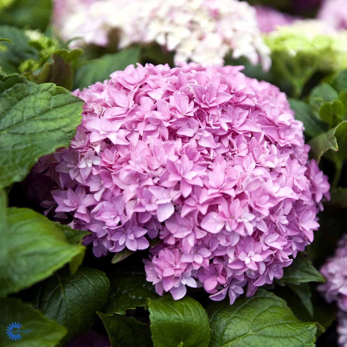 Hortensia