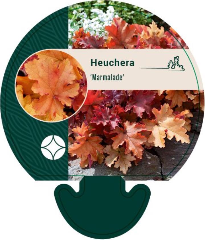 Alunrod 'Marmalade'Â® - Potte 0,8 Liter