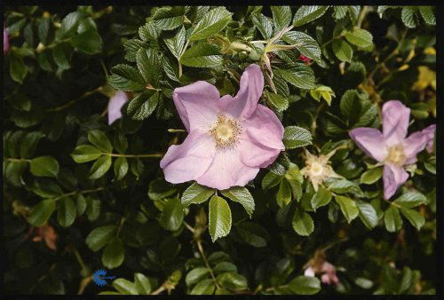 Rosa rugosa Gelbe Dagmar Hastrup, Rynket rose Gelbe Dagmar Hastrup,