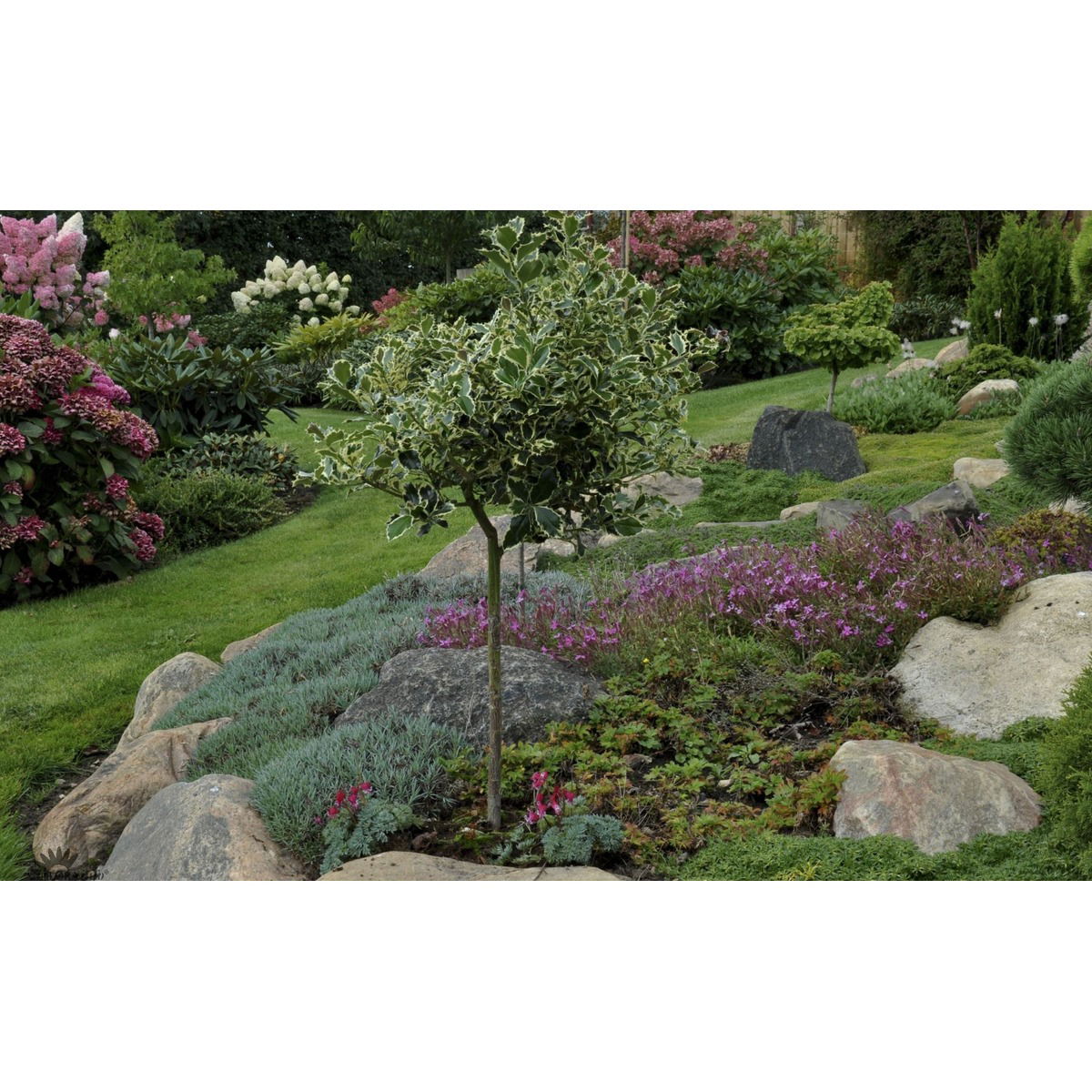 Kristtorn &apos;Argentea Marginata&apos;