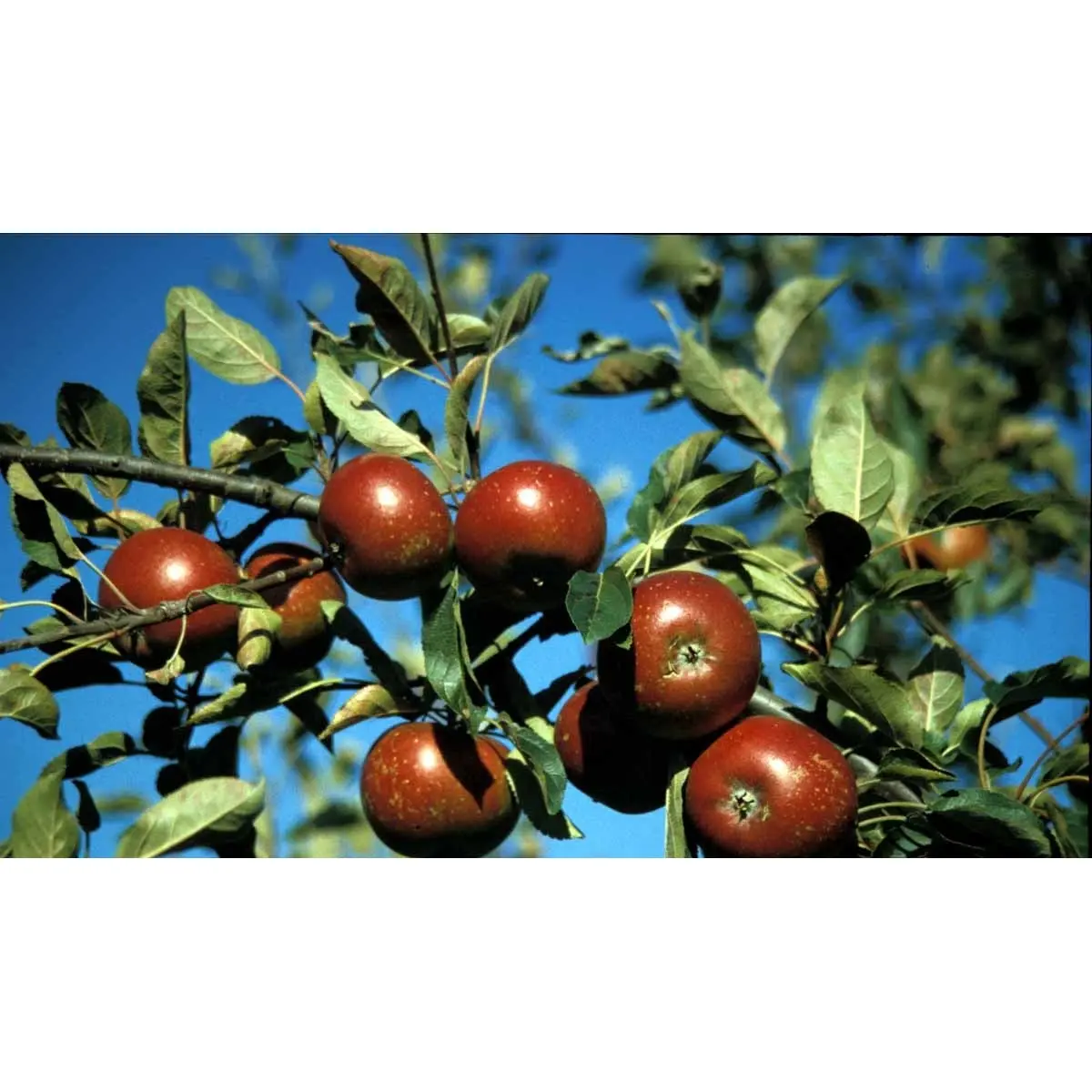 Æble &#39;Rød Ingrid Marie&#39; - Træ med sidegrene, Stammeomkreds 10-12 cm. Med Potte